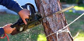 Best Tree Trimming and Pruning  in Vinton, LA