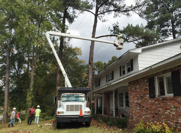 Best Palm Tree Trimming  in Vinton, LA