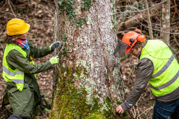 Best Fruit Tree Pruning  in Vinton, LA