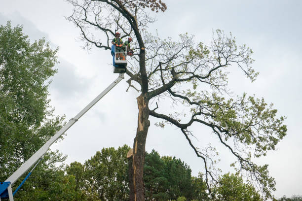 Best Weed Control  in Vinton, LA