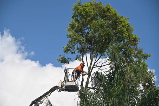 Best Tree Risk Assessment  in Vinton, LA