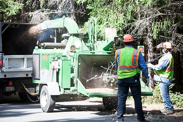 Best Tree Maintenance Programs  in Vinton, LA