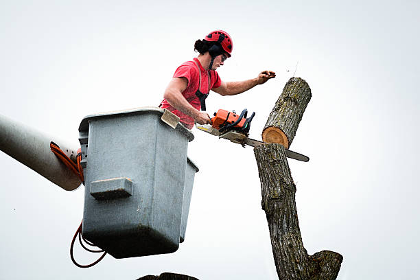 Best Hazardous Tree Removal  in Vinton, LA