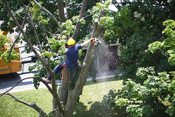 Best Stump Grinding and Removal  in Vinton, LA